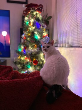 Gilly at Christmas.jpg